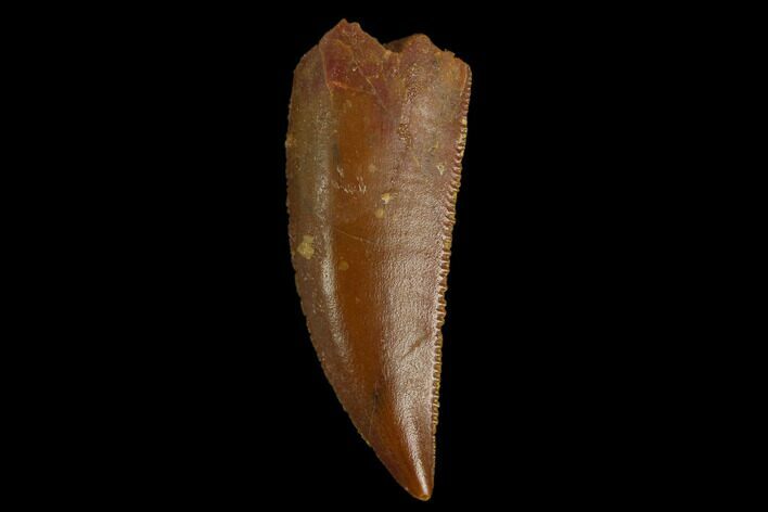 Serrated, Raptor Tooth - Real Dinosaur Tooth #130356